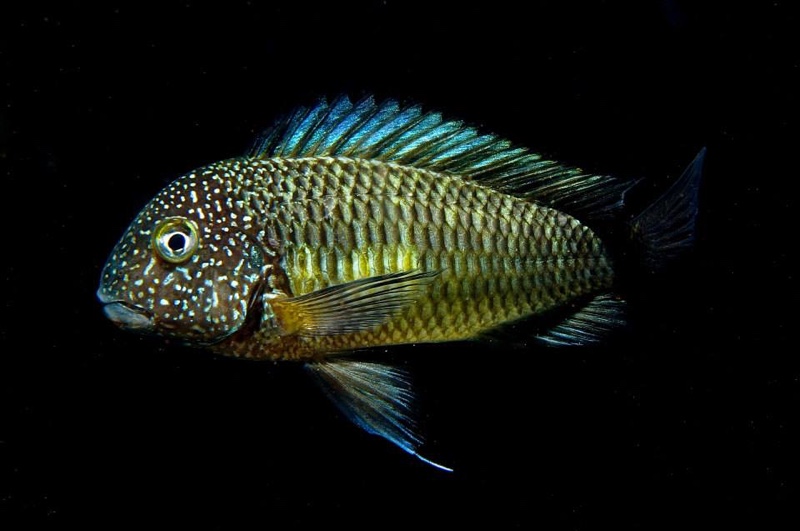 Tropheus sp. 'limespot' Mulunguzi